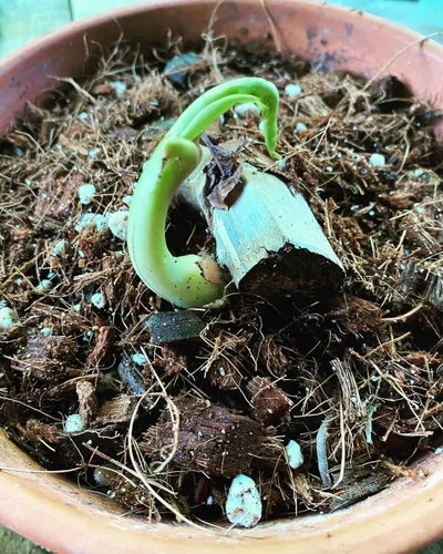 Miniatura 6 de Noot Rooting Rescue Mix - 1 cuarto de galón - Chips de fibra de coco Fibras de fibra de coco Perlita gruesa - Tratamiento de pudrición de raíces