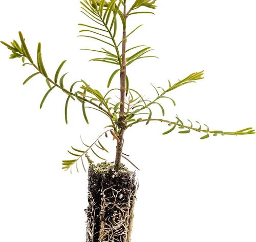 Miniatura 3 de Redwood Dawn Plántula de árbol pequeño The Jonsteen Company