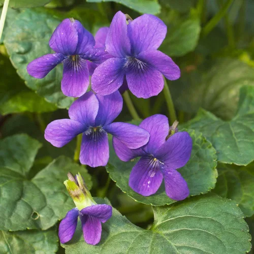 Miniatura 3 de Más de 310 semillas de viola dulce violeta, semillas de flores de alta tasa de germinación, perennes de larga floración para paisajismo, cestas