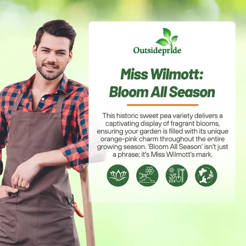 Miniatura 5 de Outsidepride Miss Wilmott Semillas de guisantes dulces – 100 piezas anuales, fáciles de cultivar, semillas de vid para plantar flores fragantes