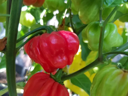 Miniatura 3 de Aji Cachucha - Semillas de pimiento salpicadas moradas, más de 10 semillas