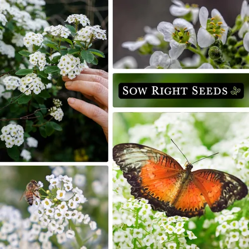 Miniatura 4 de Sow Right Seeds - Alfombra blanca de semillas de flores de nieve Sweet Alyssum para plantar - Paquete de reliquia sin OMG con instrucciones