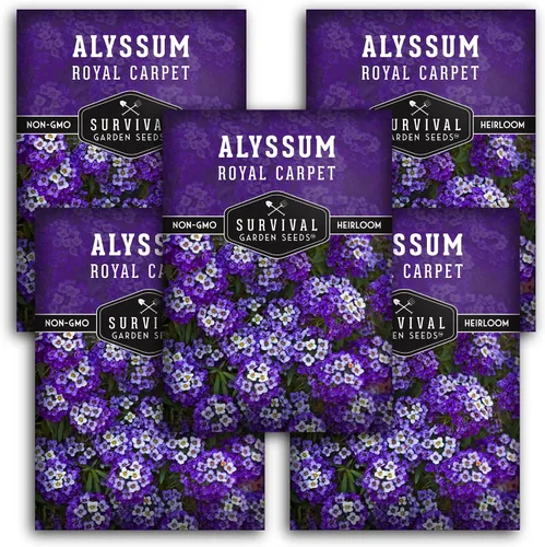 Miniatura 12 de Semillas de Alyssum para plantar - Sweet Royal Carpet Purple Alyssum - Flor perenne fragante y cobertura del suelo - Semillas autóctonas