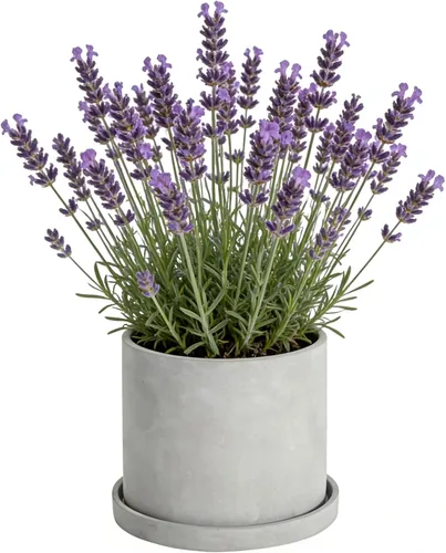 Ekirlin Maceta para Plantas con Flores de 6 Pulgadas para Interiores - Maceta de Jardín de Cemento Gris, Maceta de Concreto con Orificio de Drenaje