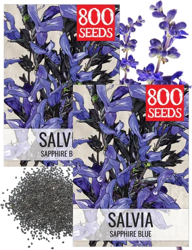 Seed Needs Semillas de salvia azul zafiro para plantar, reliquia y salvia polinizada abierta, cultiva un jardín de mariposas con plantas con flores