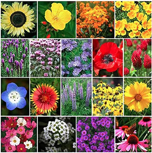 13,00 polinizadores que atraen semillas de flores silvestres, 1 onza, atrae abejas, mariposas y otros insectos beneficiosos, mezcla de rodillas de