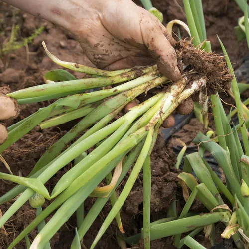 Miniatura 8 de Semillas de cebolla orgánicas (brotes de hoja perenne) – Aproximadamente 200 semillas – USDA orgánico, sin OMG, polinizado abierto, reliquia, origen