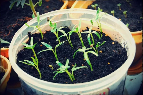 2500 semillas de Kang Kong también conocidas como semillas de Rau Muong o Ong Choy | Semillas CAI de Kong Xin para plantar | Semillas de Kangkong