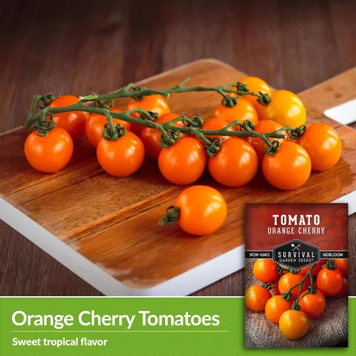 Miniatura 3 de Semilla de tomate cereza naranja para plantar, 1 paquete con instrucciones para plantar y cultivar tomates cherry naranja afrutados en el huerto