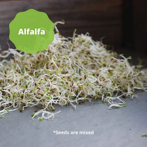 Miniatura 6 de Handy Pantry Mezcla orgánica de germinación de ensalada y microgreens – 1 libra – Mezcla de alfalfa, brócoli, lenteja, frijol mung y semillas