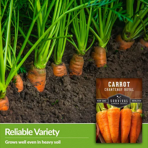 Miniatura 4 de Royal Chantenay - Semillas de zanahoria para plantar, zanahorias cortas tradicionales para suelos pesados, raíces dulces y tiernas para cosechas