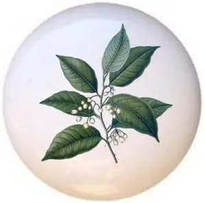 Miniatura 22 de Hierbas Especias Cocina Cocina Cocinar Hornear Hornear Decorativo Cerámica Cajón Tiradores Armario Perillas (pimienta de Jamaica)