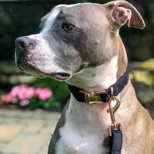 Miniatura 4 de Love Dream Juego de collar y correa de terciopelo para perro, suave y cómodo, correa ajustable y collar con hebilla de metal resistente para perros
