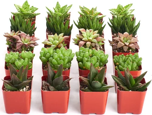 Miniatura 2 de Shop Succulents Colección Haworthia Surtido de plantas suculentas de interior de aloe en miniatura totalmente arraigadas seleccionadas a mano