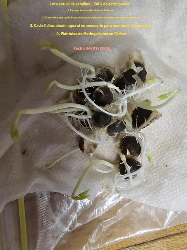 Miniatura 5 de 100 Semillas de Moringa Aproximadamente Semillas de Moringa para Plantar Comestibles, Excelente Germinación Grado Premium PKM1 Semillas