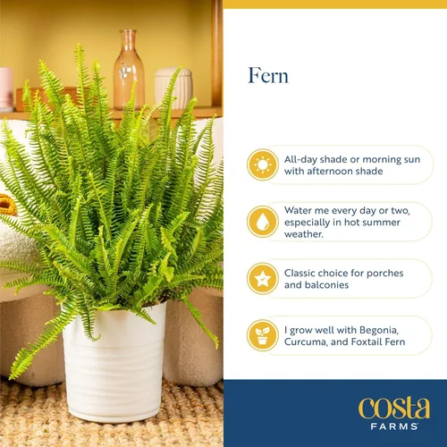 Miniatura 6 de Costa Farms Helecho Kimberly Queen, planta viva de interior, en maceta, de 2 a 3 pies de alto Helecho Reina Kimberly