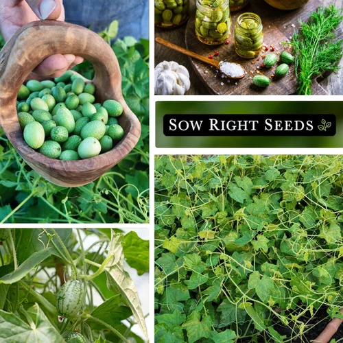 Miniatura 4 de Sow Right Seeds - Semillas de Cucamelon para plantar - Paquete de reliquia sin OMG con instrucciones para plantar un jardín de verduras casero al