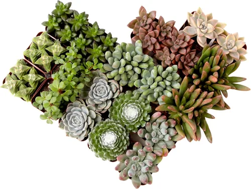 Plantas suculentas vivas (paquete de 20 unidades), plantas suculentas en maceta, plantas de interior vivas, plantas de interior, plantas de interior