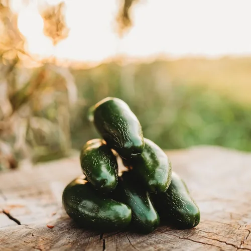Miniatura 3 de Jalapeño Pimienta chile suave - 25 semillas - Variedad de reliquia y polinizada abierta, jalapeño domado, semillas de chile cultivadas en Estados