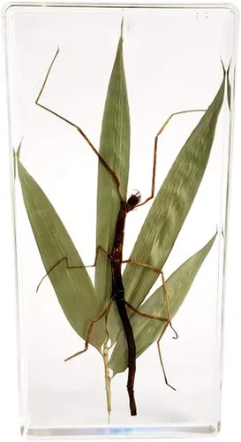 Miniatura 2 de Espécimen de resina transparente de insectos raros Espécimen de insectos de palo real para pisapapeles ciencia educación taxidermia instrumento