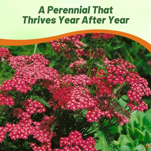 Miniatura 6 de Outsidepride Cerise Queen Yarrow Seeds – 10000 unidades. Semillas de flores perennes, versátiles, formadoras de grumos y tolerantes a la sequía