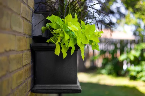 Miniatura 10 de Mayne Fairfield - Maceta con ventana de 2 pies, con riego automático, resistente a la intemperie para flores, diseño duradero para uso en Negro