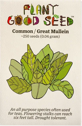 Plant Good Seed Semillas orgánicas de gordolobo común para plantar: hierba de té medicinal, flores amarillas - Paquete de 250 semillas