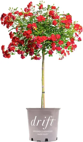 Miniatura 9 de Perfect Plants Perfect Plants Rosa Drift Rose Tree de 3 a 4 pies Árboles vivos para plantar al aire libre Flores que reflorecen durante todo