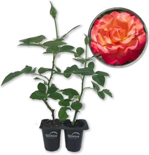 Miniatura 8 de Arbusto de rosa toscana – 1 planta de inicio vivo – Versátil y hermosa rosa Floribunda añade color y fragancia a cualquier jardín