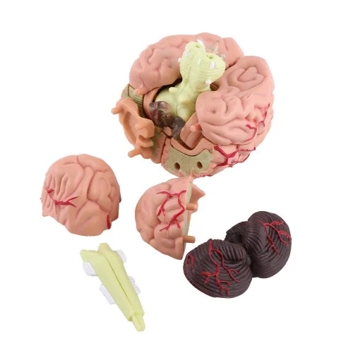 Miniatura 8 de Modelo de cerebro humano, modelo cerebral anatómico médico con arterias para ciencias Exhibición de estudio en el aula Modelo médico de enseñanza