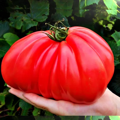 Miniatura 8 de Big A Tomato Fertilizante orgánico prémium con algas marinas de 13.5 onzas para interiores y exteriores, fertilizante para plantas