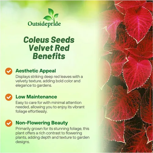 Miniatura 3 de Outsidepride Wizard Velvet Red Coleus Semillas para plantar – 200 piezas anuales, compactas y fáciles de cultivar, semillas de flores con follaje