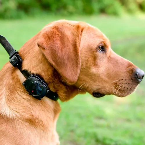 Miniatura 7 de DT Systems IDT-Plus - Collar receptor y transmisor micro para adiestrador de perros, negro, XS (10 libras o menos) (IDT Plus)