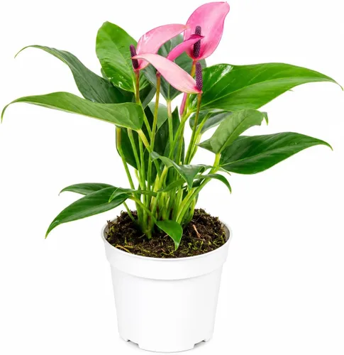 Miniatura 29 de Agloanema Garnet House Plant, Chinese Evergreen Live Plant for Indoor Spaces, Colorful Aglaonema Live Plant, Feng Shui Plants Live Houseplants for
