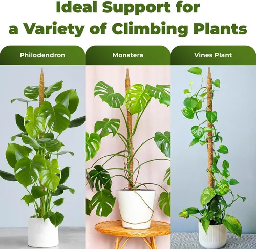 Miniatura 3 de Paquete de 2 postes de musgo flexibles de 28 pulgadas para soporte de plantas Monstera para plantas de interior - Bastón de musgo alto tipo enrejado