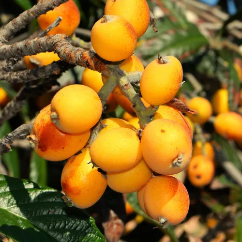 TomorrowSeeds - Semillas de árbol de níspero - Más de 10 unidades - para plantar Eriobotrya Japonica Pipa china Biwa Bibasse Ciruela Nispero Fruta