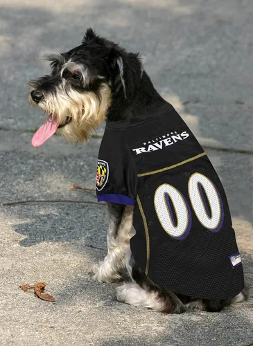Miniatura 6 de Camiseta NFL BALTIMORE RAVENS para perro, talla XXG