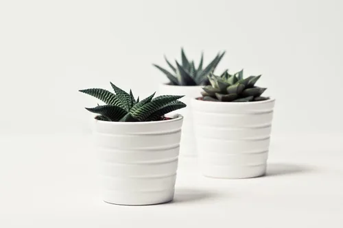 Miniatura 7 de ragnaroc Plantas suculentas vivas – Echeveria Agaviodes Ebony, enraizadas en maceta de 4 pulgadas – 1 unidad – Llegada viva garantizada – Plantas