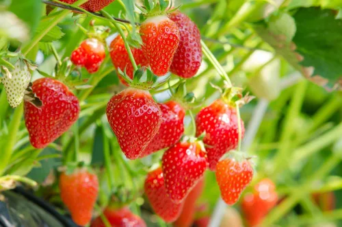 Miniatura 2 de 10 plantas de raíz desnuda de fresa roja para cultivar, extremadamente resistentes