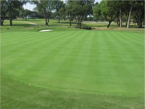 Semillas rastreras BentGrass, 10 libras