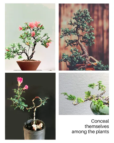 Miniatura 4 de Juego de 5 herramientas de alambre y bonsái para bonsái, alambre de árbol bonsái total de 164 pies para árboles Bonzai en interiores, 3 tamaños