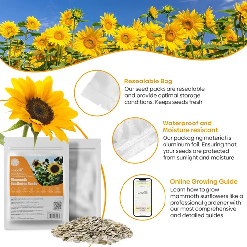 Miniatura 6 de Semillas de girasol Groundio para plantar, 1 OZ, cultiva un girasol gigante Mamut en tu jardín, más de 300 semillas de girasol con alta germinación