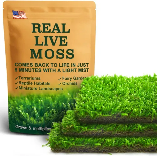 Miniatura 16 de Real Live Moss - Paquete variado (cada uno de 3.5 x 7 pulgadas), musgo real decorativo para terrarios, mini jardines, plantas en maceta y bonsái