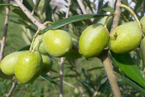 Miniatura 2 de Cat Cora's Kitchen - Aceitunas verdes sin hueso, orégano y limón, 2.3 onzas (paquete de 8)