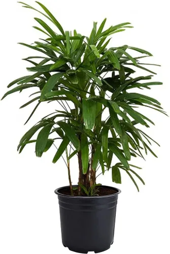 American Plant Exchange Lady Palm - Maceta de 6 pulgadas - Planta de interior viva de fácil cuidado, purificadora de aire, palma tropical de poca