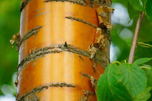 Amur Chokecherry Semillas de árbol para plantar - 30 semillas - Prunus maackii, apreciado por ella Corteza de aspecto exótico