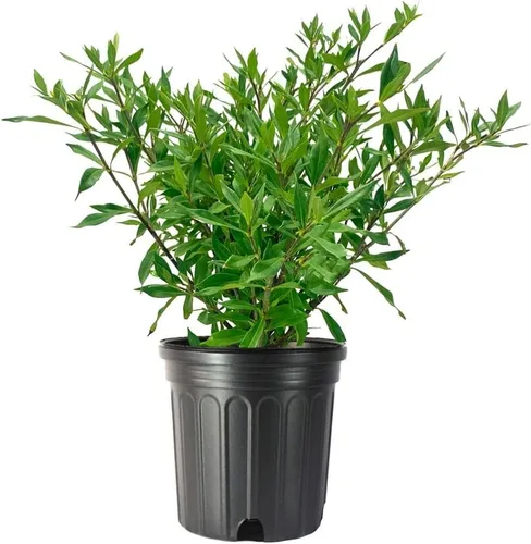 Gardenia a prueba de heladas | Planta de tamaño de 1 galón grande | Arbusto floreciente fragante | Gardenia Jasminoides