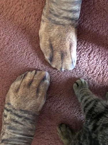Miniatura 3 de Calcetines de pata de animales, calcetines divertidos para mujer, calcetines divertidos para hombres, regalos de broma para adultos