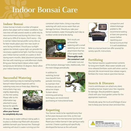 Miniatura 22 de Brussel's Bonsai, Bonsai de Ficus Golden Gate