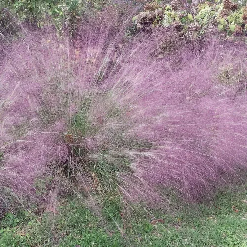 Outsidepride - 500 semillas de la hierba ornamental perenne zacate amor (Eragrostis spectabilis ornamental [Love Grass]) para sembrar